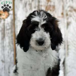 Ashley, Goldendoodle Puppy